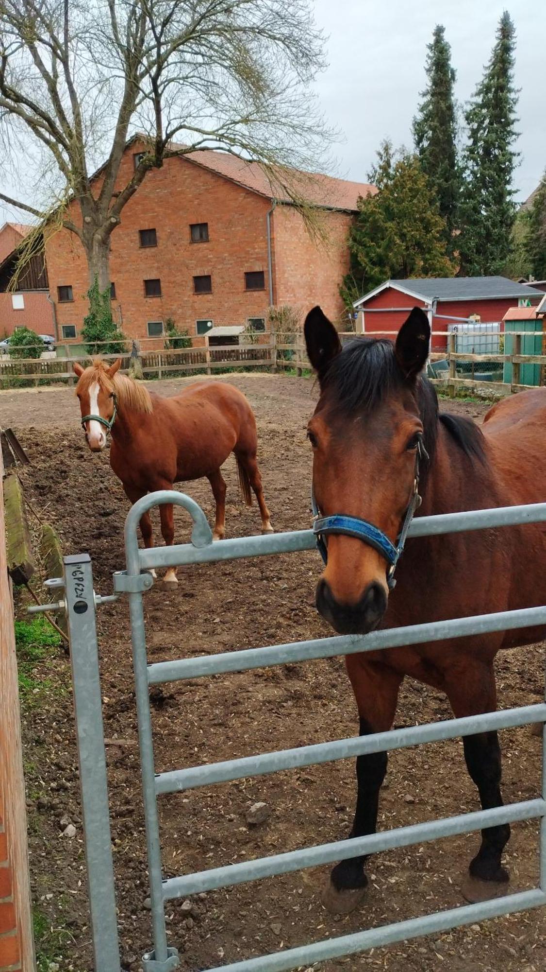 Wohnen Auf Dem Bauernhof Appartement Laatzen Buitenkant foto